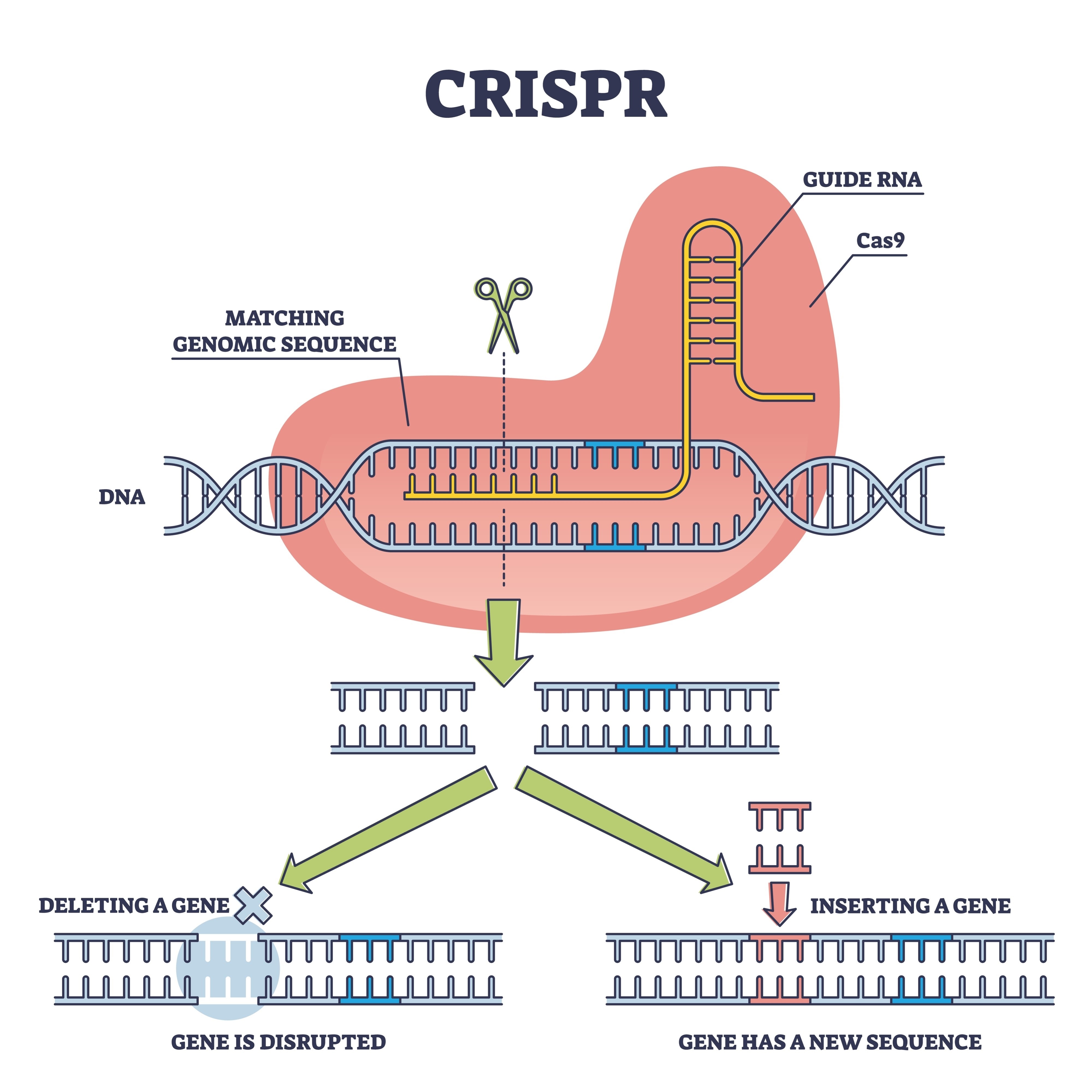 CRISPR Gene Editing Illustration